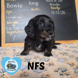 Bowie - Black and tan male Dachshund puppy in Hoquiam, Washington from Heyd's Mini Dachshunds