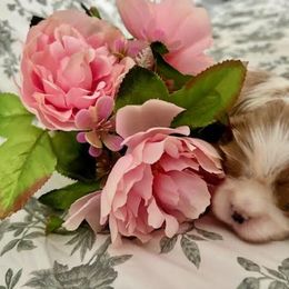 Girl 1 - Blenheim Cavalier King Charles Spaniel puppy in Mt. Ulla, North Carolina from Divine Cavaliers