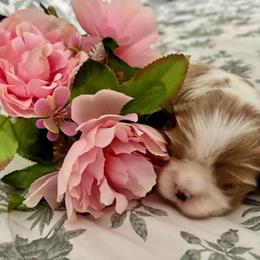 Girl 1 - Blenheim Cavalier King Charles Spaniel puppy in Mt. Ulla, North Carolina from Divine Cavaliers