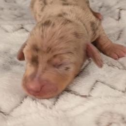 Dachshund Puppies from High Desert Doxies