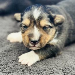 Tri boy 4 WITH tail - Black and tan male Pembroke Welsh Corgi puppy in Hale, Michigan from All Hale Corgis