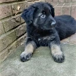 Shiloh Shepherd Puppies from Orchard Hills Shilohs