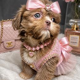 Tiara - Lilac female Shih Tzu puppy in Riverside, California from Be Dazzled Shihtzu