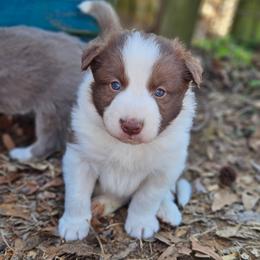 Chino - Brown Collar - Red male Border Collie puppy in Courtland, Alabama from C Bar C Ranch Border Collies
