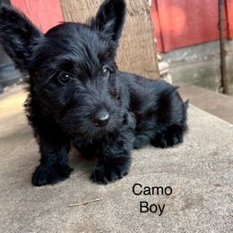 Charlie - Black male Scottish Terrier puppy in Chattanooga, Oklahoma from Lottie Dottie Scottie’s and Papillons