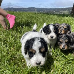 Bernedoodle and Bernese Mountain Dog Puppies from Lost Coast Bernese Mountain Dogs