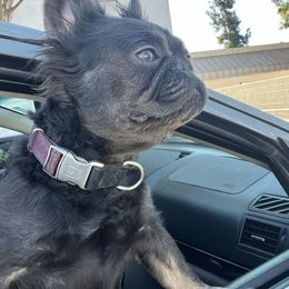 Koko - French Bulldog