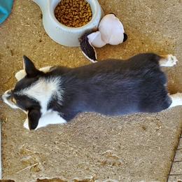 Labrador Retriever and Pembroke Welsh Corgi Puppies from White Star Corgis