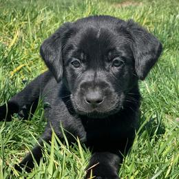 Boy 6 - male Labrador Retriever puppy in Winnemucca, Nevada from Oakley's Mountain View Kennel
