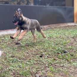 Purple - Mahogany Belgian Malinois puppy in Greenacres, Florida from Belgian Herder kennel