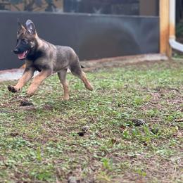 Purple - Mahogany Belgian Malinois puppy in Greenacres, Florida from Belgian Herder kennel