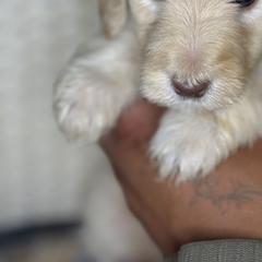 Assorted Doodle Crosses Puppies from LaiCi Doodles