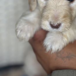 Assorted Doodle Crosses Puppies from LaiCi Doodles