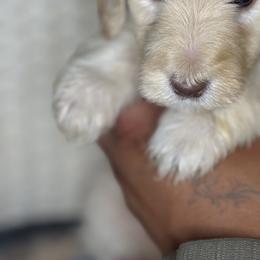 Assorted Doodle Crosses Puppies from LaiCi Doodles