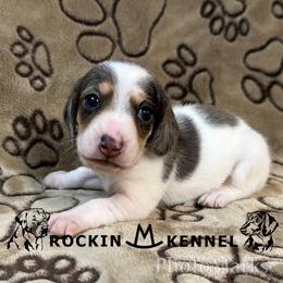 Black Piebald - Dapple male Dachshund puppy in George West, Texas from Rockin M Kennel