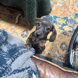 Eddy - Brindle male Dachshund puppy in Davison, Michigan from Brimstone Hollow Dachshunds