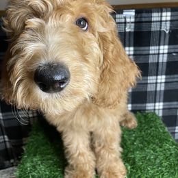 Goldendoodle and Poodle Puppies from Doodles by Design