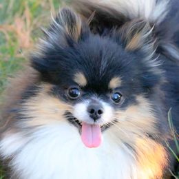 Journey - Black and tan parti female Pomeranian puppy in Bremen, Indiana from AMS Pomeranians and Pomskies in Indiana