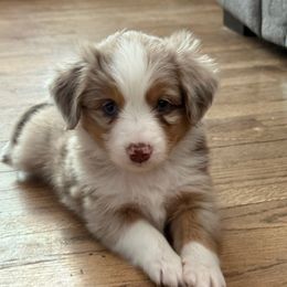 Ridge - Red merle male Toy Australian Shepherd puppy in Spokane Valley, Washington from Northern Roots Aussies
