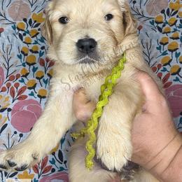 Plume (green) - Golden female Golden Retriever puppy in Argyle, Texas from Skarlotte Goldens, LLC