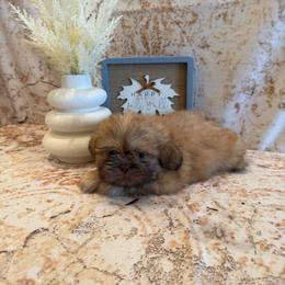Freddie - Red male Shih Tzu puppy in Success, Missouri from Sweet Success