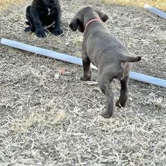 Pudelpointer Puppies from High Power Pudelpointers