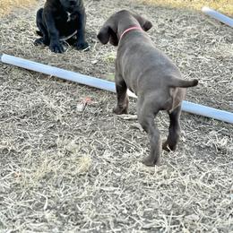 Pudelpointer Puppies from High Power Pudelpointers