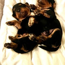 Cavalier King Charles Spaniel Puppies from Gold Country Cavaliers