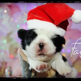 Falcon - Black and white male Shih Tzu puppy in Warren, Michigan from Danielle's Yorkie & Shih Tzu Babies