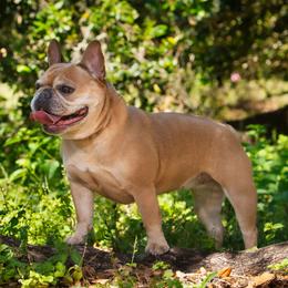 Lexi - French Bulldog