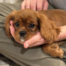 Cavalier King Charles Spaniels from Valley Cavaliers
