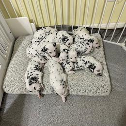 Dalmatian puppies from Prestige Dalmatians