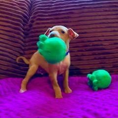 Cirneco dell’Etna Puppies from Ember Hill Cirnechi