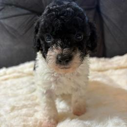 Oreo - Parti male Poodle puppy in San Antonio, Texas from Sweet as dessert puppies