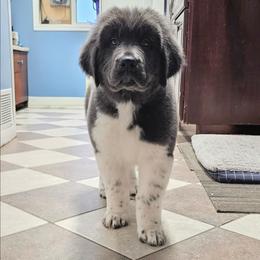 Cindy Lou - White and gray female Newfoundland puppy in Ohio from Vermillion Newfoundlands