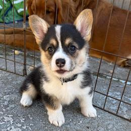 Lilo - Black and tan female Pembroke Welsh Corgi puppy in Saint Johns, Florida from Colebrooke Farm