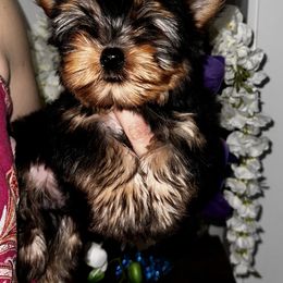 Timo - Black and tan male Yorkshire Terrier puppy in Cape Coral, Florida from Katherine’s Yorkies and Poodles
