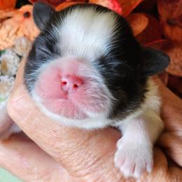 Drizzle - Sable and white female Shih Tzu puppy in Sanger, California from Hillsides Shih-Tzu