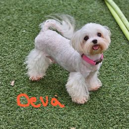Deva - Maltese