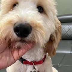 Luca - Cream Double Doodle puppy in San Juan, Texas from Cash & June’s Double Doodles