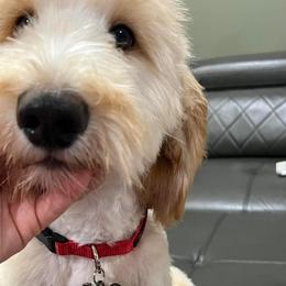 Luca - Cream Double Doodle puppy in San Juan, Texas from Cash & June’s Double Doodles