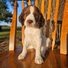 Maple - Liver white and tan female English Springer Spaniel puppy in Columbia, North Carolina from Columbia Spaniels