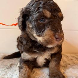 Orange Collar Girl - Phantom female Bernedoodle puppy in San Augustine, Texas from Vintage Doodles
