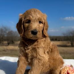 Marge - Apricot female Goldendoodle puppy in Osage City, Kansas from Golden Ridge Goldens