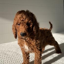 Assorted Doodle Crosses, Goldendoodle, Labradoodle, and Poodle Puppies from Ruff Country Doodles