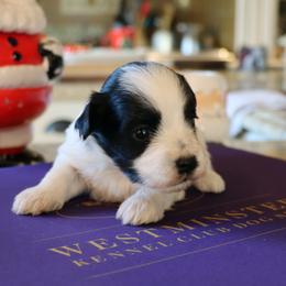 Nick - Black and white male Havanese puppy in Hamptonville, North Carolina from Alabama Havanese Kennel