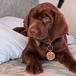 Dilute Retrievers and Labrador Retrievers from Bent Creek Kennels