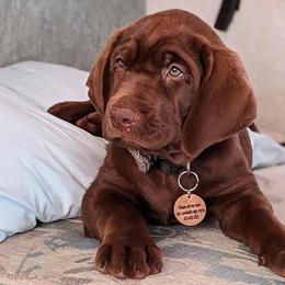 Dilute Retrievers and Labrador Retrievers from Bent Creek Kennels