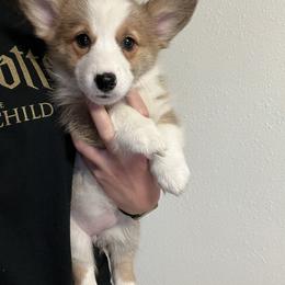Red girl - Red female Pembroke Welsh Corgi puppy in Waxahachie, Texas from 4G Farms Corgi’s