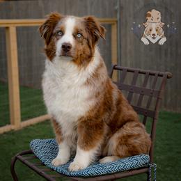 Aspen - Australian Shepherd